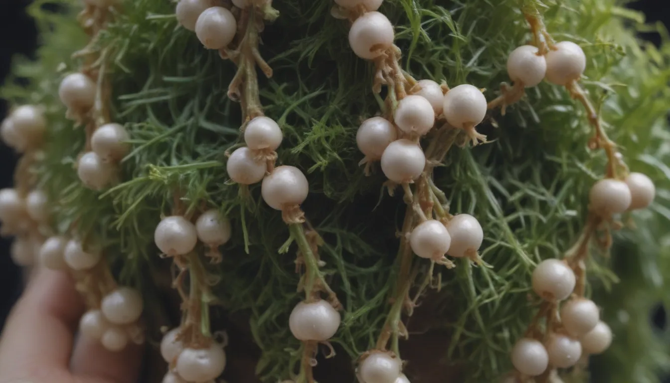 How to Grow and Care for String of Pearls Plant: An In-Depth Guide