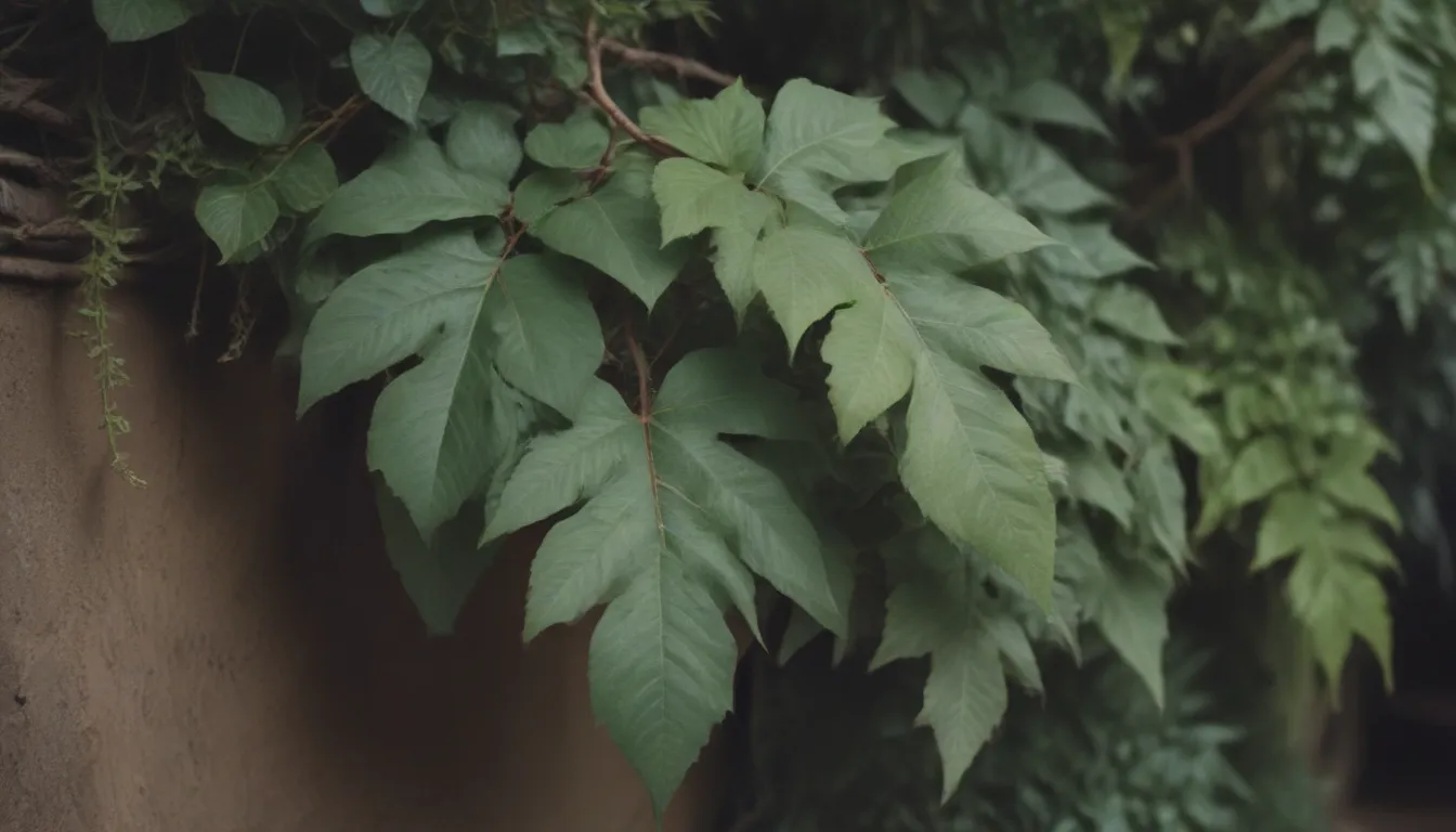 The Ultimate Guide to Growing and Caring for Arrowhead Vines