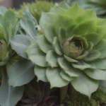 A Complete Guide to Growing and Caring for Aeoniums (Tree Houseleeks)