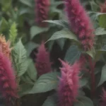 The Ultimate Guide to Growing and Caring for Amaranth