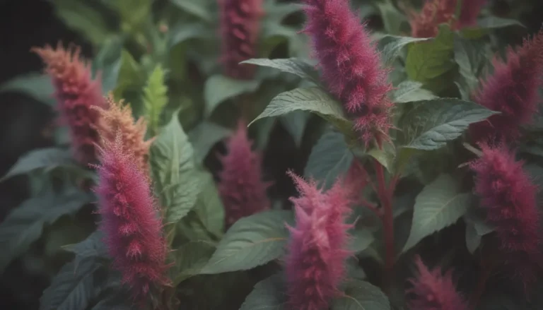 The Ultimate Guide to Growing and Caring for Amaranth