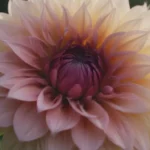 Comprehensive Guide on Growing and Caring for Dahlias