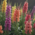 A Comprehensive Guide to Growing Stunning Snapdragons