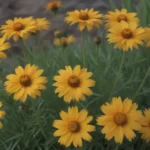 Everything You Need to Know about Growing and Caring for Coreopsis (Tickseed)