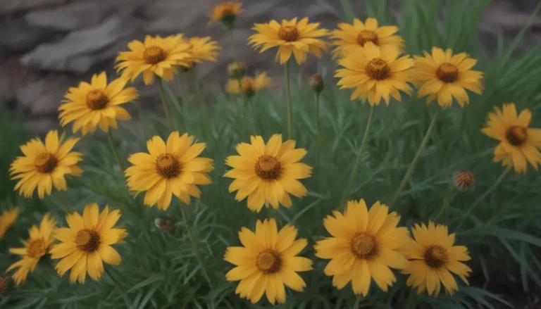 Everything You Need to Know about Growing and Caring for Coreopsis (Tickseed)