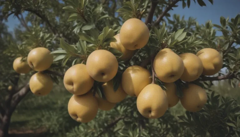 The Ultimate Guide to Growing and Caring for Asian Pear Trees