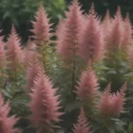 The Ultimate Guide to Growing and Caring for Astilbe