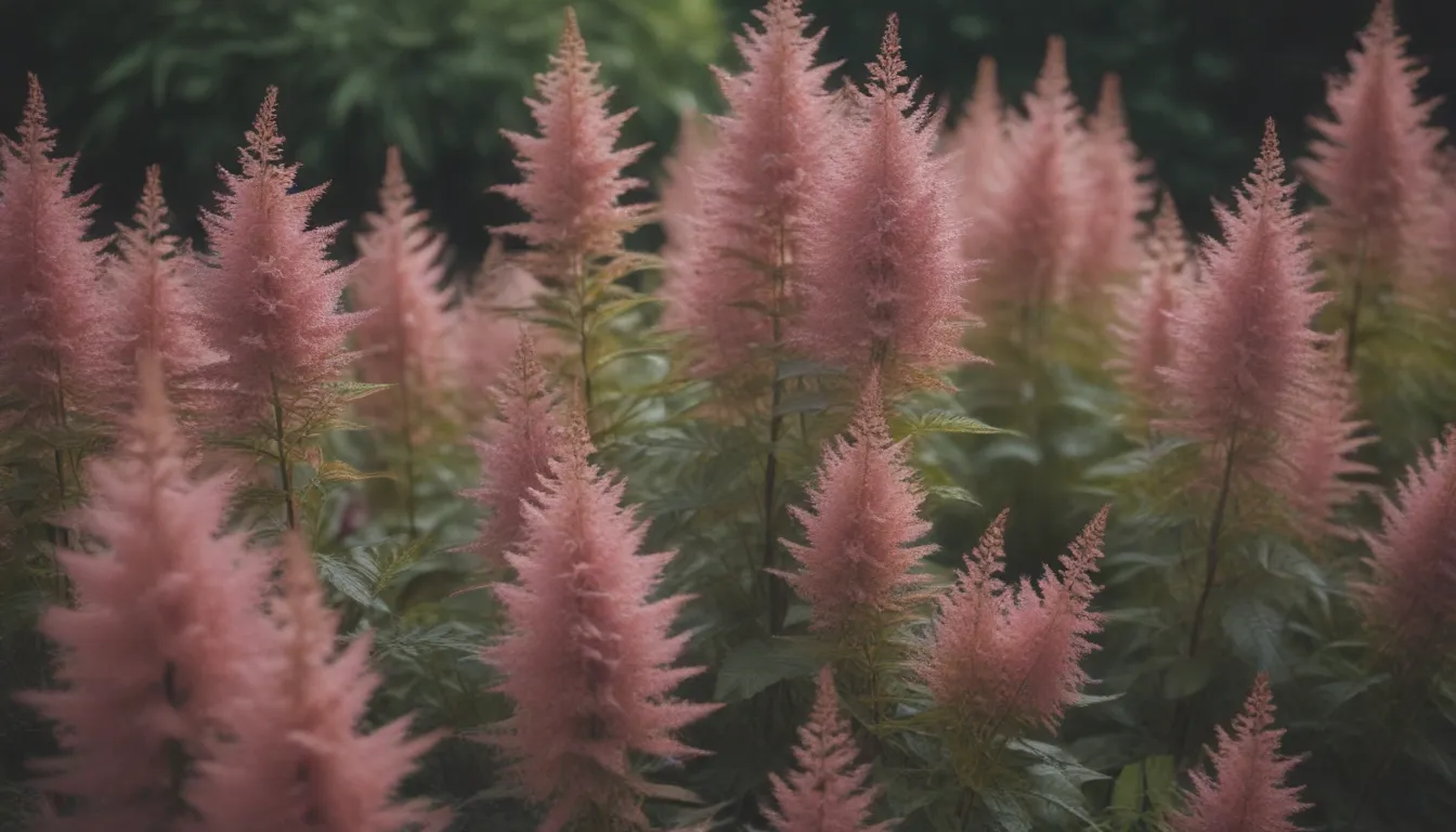 The Ultimate Guide to Growing and Caring for Astilbe