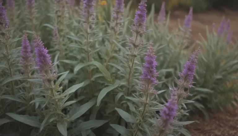 A Comprehensive Guide on How to Successfully Grow and Care for Autumn Sage