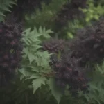 A Comprehensive Guide to Growing and Caring for Black Lace® Elderberry