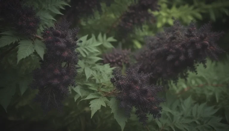 A Comprehensive Guide to Growing and Caring for Black Lace® Elderberry