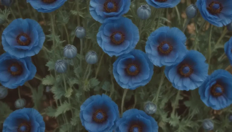 The Ultimate Guide to Growing Blue Poppy Plants