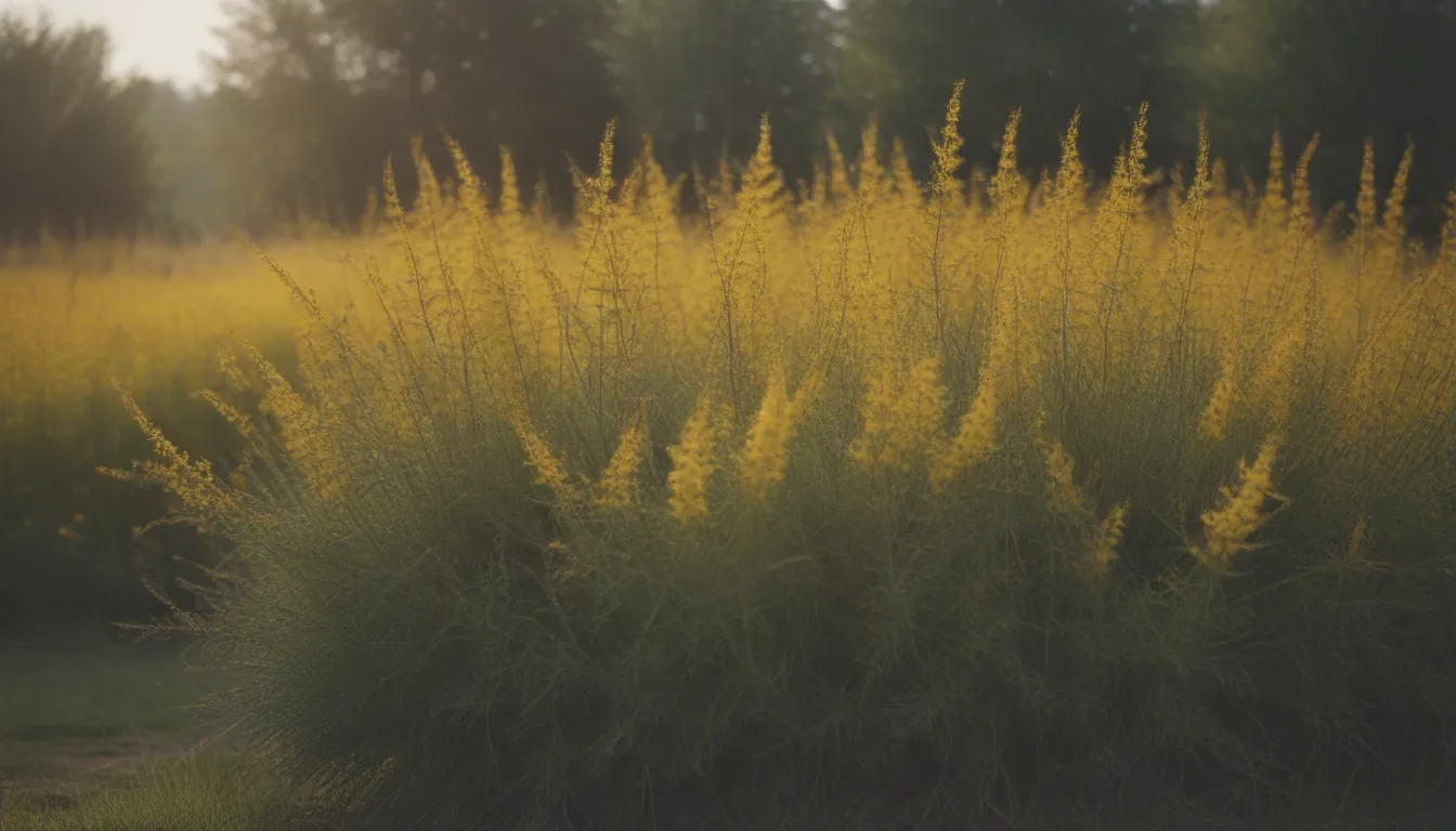 The Ultimate Guide to Growing and Caring for Broom Plants