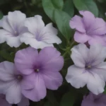 How to Grow, Care for, and Enjoy the Beauty of Yesterday-Today-and-Tomorrow Plants (Brunfelsia)