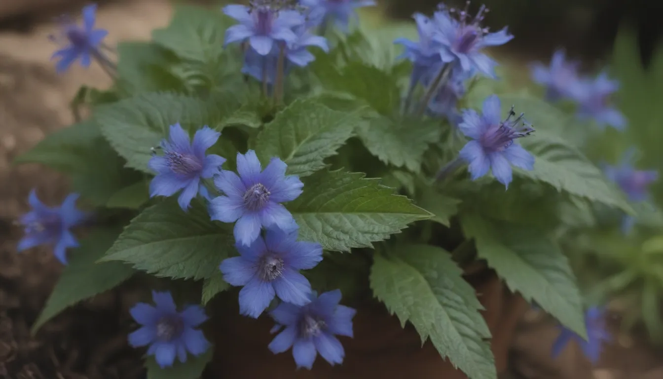 Plant Care 101: Everything You Need to Know About Growing and Caring for Siberian Bugloss