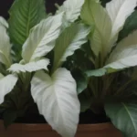 Everything You Need to Know About Growing and Caring for Calathea 'White Fusion'