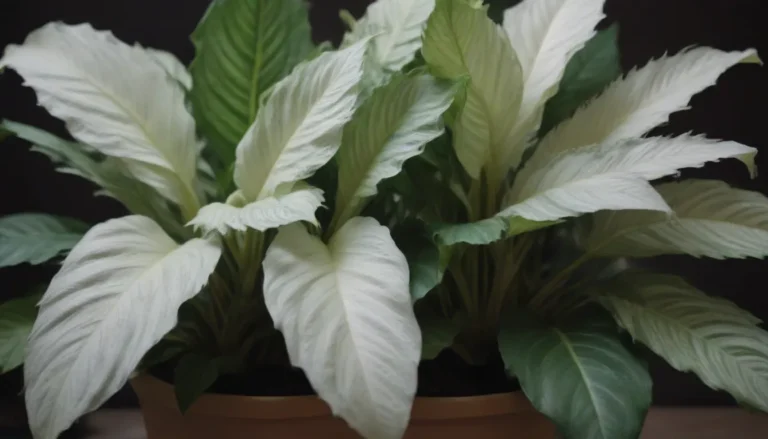 Everything You Need to Know About Growing and Caring for Calathea ‘White Fusion’