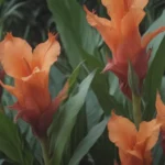 How to Grow and Care for Canna Lily (Canna spp.): A Complete Guide for Beautiful Blooms