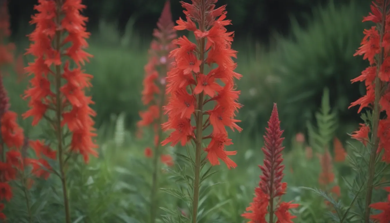 A Comprehensive Guide to Growing and Caring for Cardinal Flowers