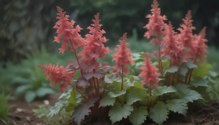 The Ultimate Guide on Growing and Caring for Coral Bells