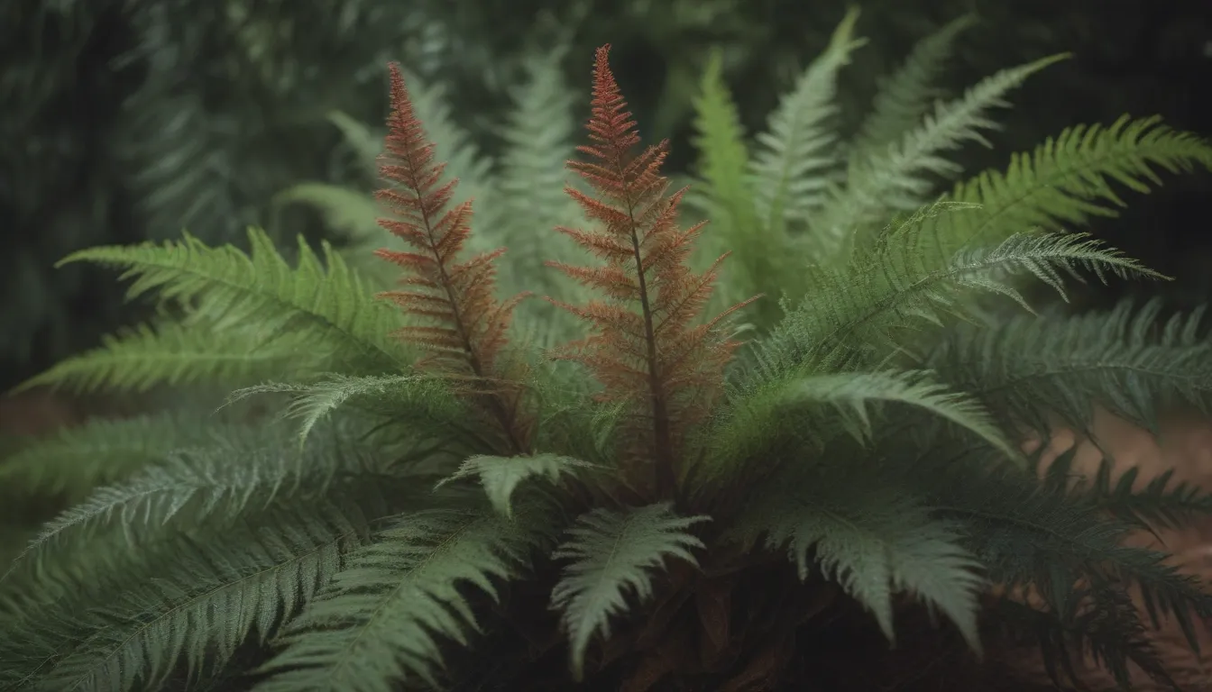 The Ultimate Guide to Growing and Caring for the African Fern Pine