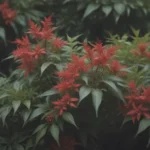 The Ultimate Guide to Growing and Caring for Firepower Nandina