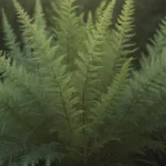 Complete Guide on How to Grow and Care for Foxtail Fern