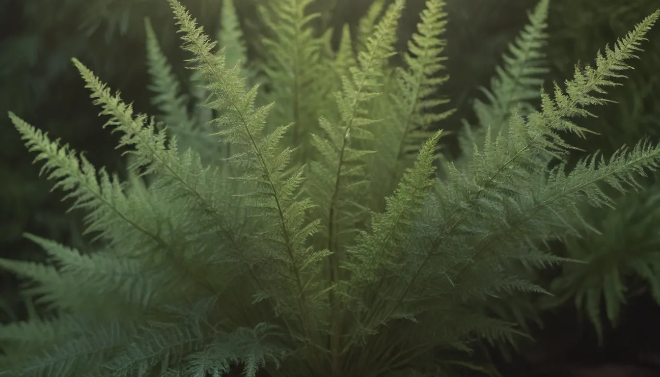 Complete Guide on How to Grow and Care for Foxtail Fern