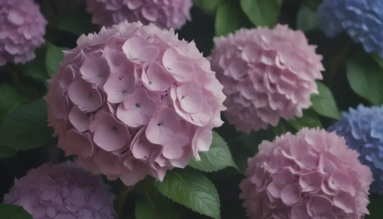 The Ultimate Guide to Growing and Caring for Hydrangeas