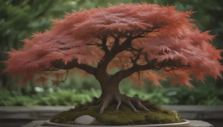 An In-Depth Guide to Growing and Caring for Japanese Maple Bonsai Trees