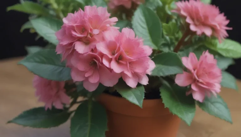 Ultimate Guide: How to Grow and Care for Kalanchoe Plants