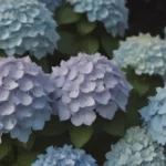 Ultimate Guide: Growing and Caring for Lacecap Hydrangea