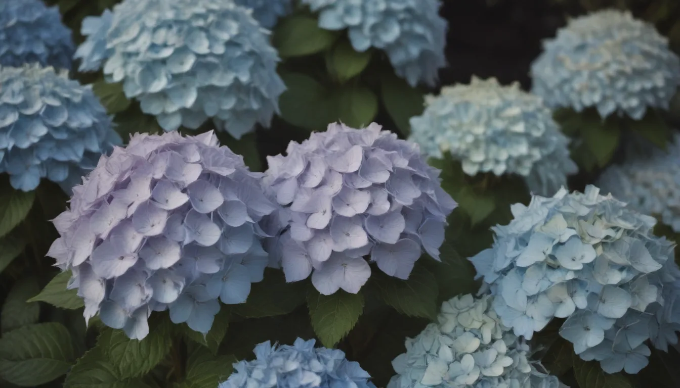 Ultimate Guide: Growing and Caring for Lacecap Hydrangea