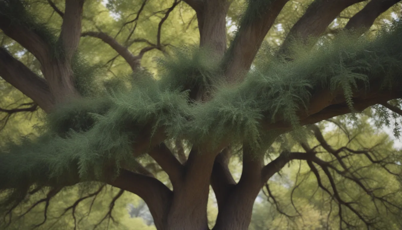 Comprehensive Guide to Growing and Caring for Lacebark Elm Trees