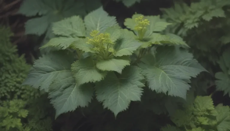 The Ultimate Guide to Growing and Caring for Lady’s Mantle