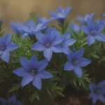 The Ultimate Guide to Growing Beautiful Lithodora Plants