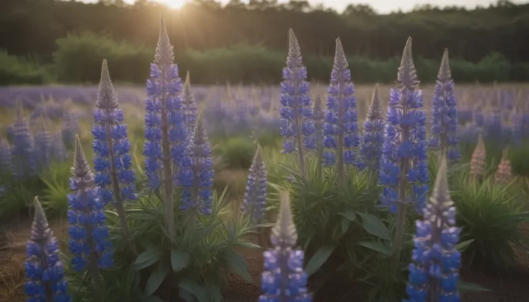 Ultimate Guide to Growing and Caring for Lupine Flowers (Bluebonnet)