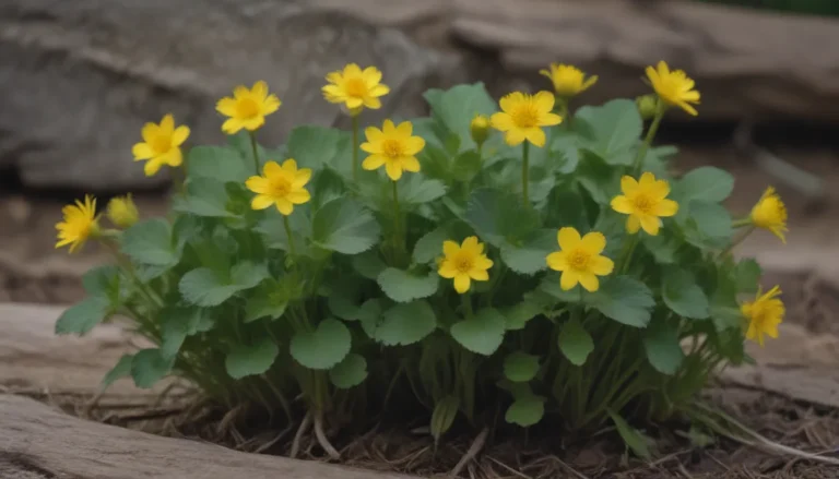 A Comprehensive Guide on Growing and Caring for Yellow Marsh Marigold (Cowslip)