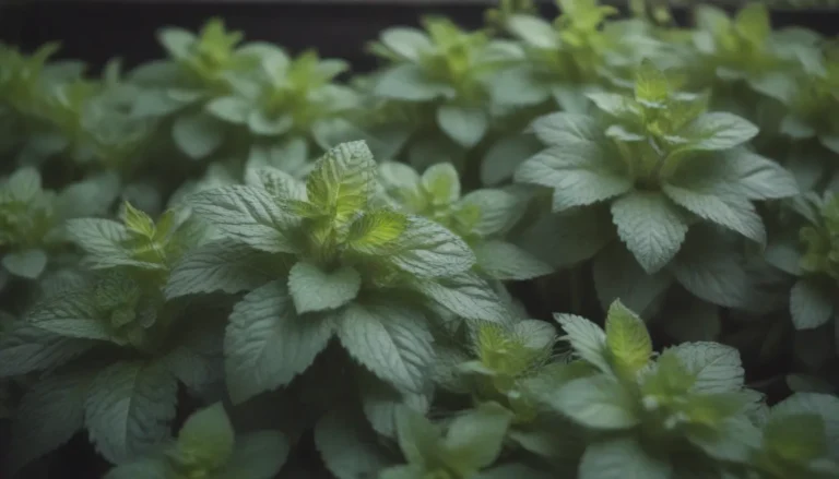 A Comprehensive Guide to Growing and Caring for Mint Plants