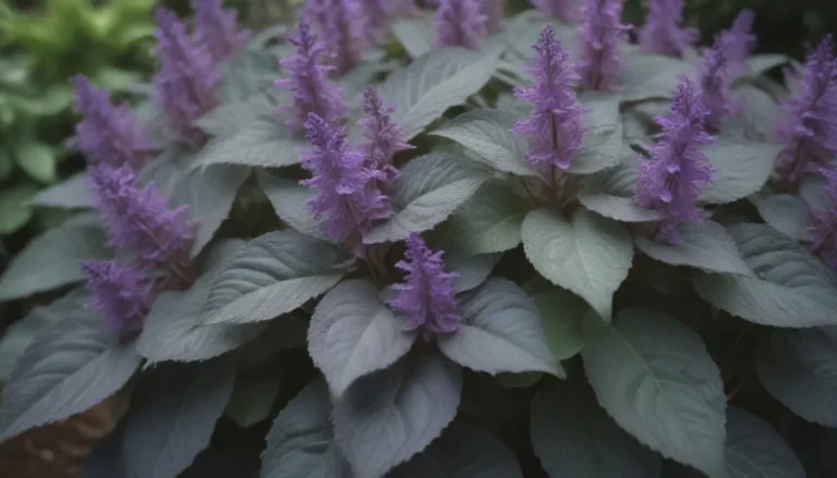 The Ultimate Guide to Growing and Caring for ‘Mona Lavender’ Plectranthus