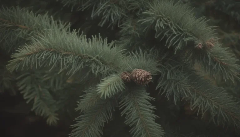 Norway Spruce: Ultimate Plant Care and Growing Guide