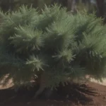 Everything You Need to Know about Growing and Caring for One-Seed Juniper