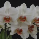 A Comprehensive Guide to Growing Mounted Orchids