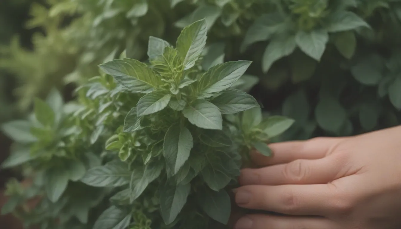 The Ultimate Guide to Growing and Caring for Oregano