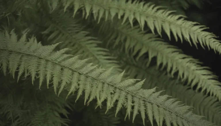 A Comprehensive Guide to Growing and Caring for Ostrich Ferns