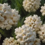 Cultivating and Nurturing Popcorn Plants: A Comprehensive Guide