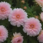 Ultimate Guide to Moss Rose Care & Growing