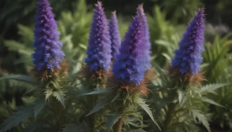 Complete Guide to Growing and Caring for Pride of Madeira