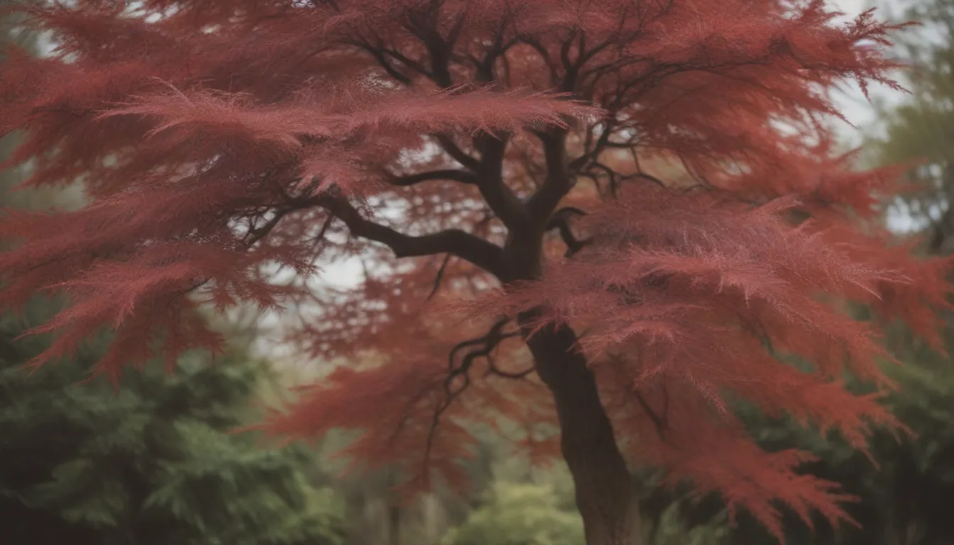 Complete Guide to Growing and Caring for Red Dragon Japanese Maple