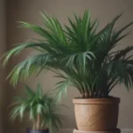 The Ultimate Guide to Growing and Caring for Lady Palms Indoors